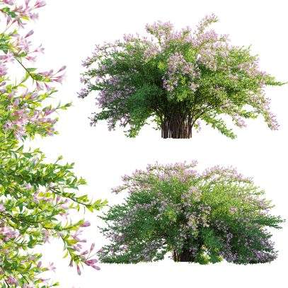 Weigela Florida 01 (3D Model)