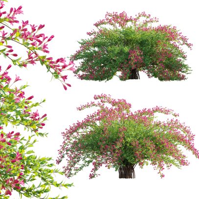 Weigela Florida 02 (3D Model)