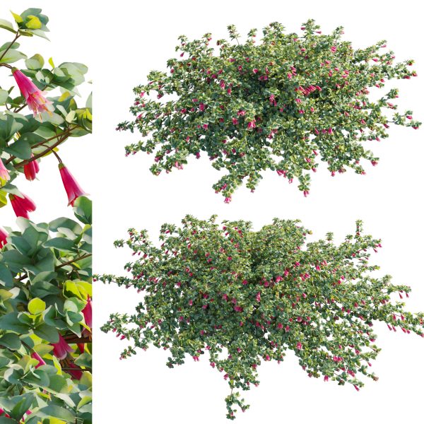 Correa reflexa - Native Fuchsia - Grevillea wilsonii 01 (3D Model)