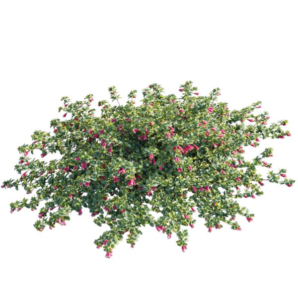 Correa reflexa - Native Fuchsia - Grevillea wilsonii 01 (3D Model) - Image 2