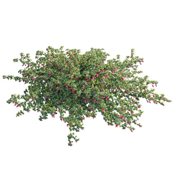 Correa reflexa - Native Fuchsia - Grevillea wilsonii 01 (3D Model) - Image 3