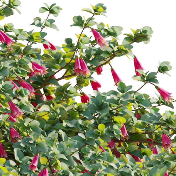 Correa reflexa - Native Fuchsia - Grevillea wilsonii 01 (3D Model) - Image 4