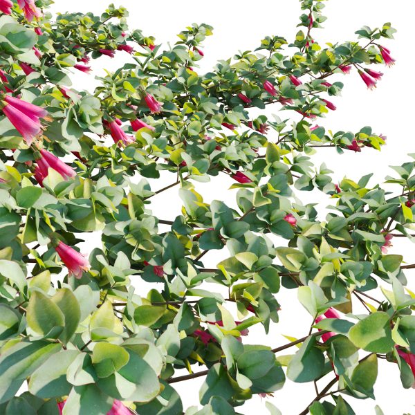 Correa reflexa - Native Fuchsia - Grevillea wilsonii 01 (3D Model) - Image 5