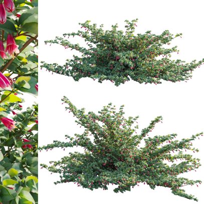 Correa reflexa - Native Fuchsia - Grevillea wilsonii 02 (3D Model)