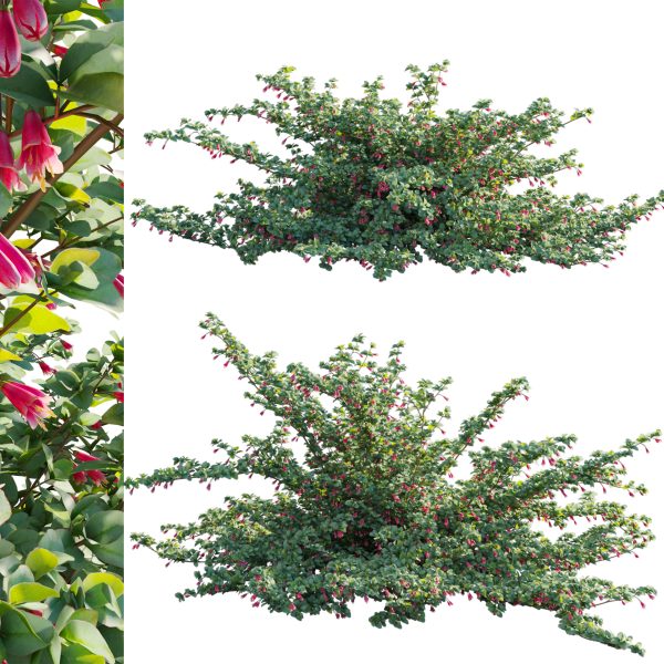 Correa reflexa - Native Fuchsia - Grevillea wilsonii 02 (3D Model)