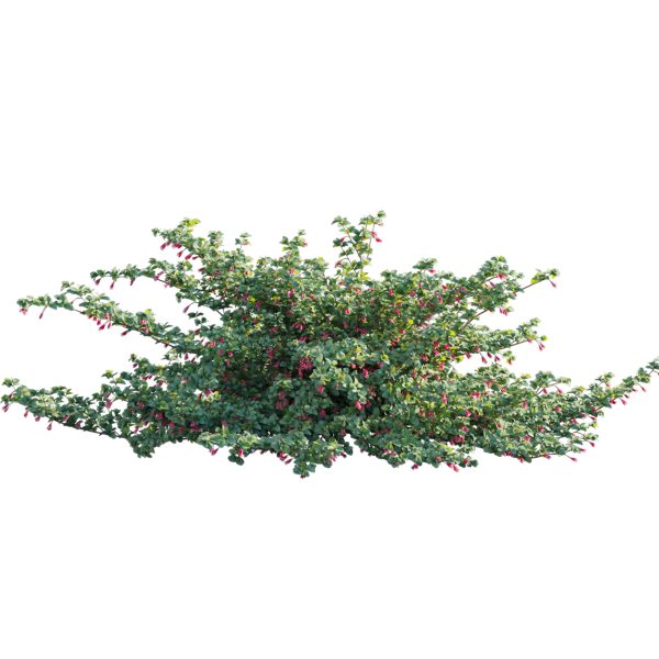 Correa reflexa - Native Fuchsia - Grevillea wilsonii 02 (3D Model) - Image 2