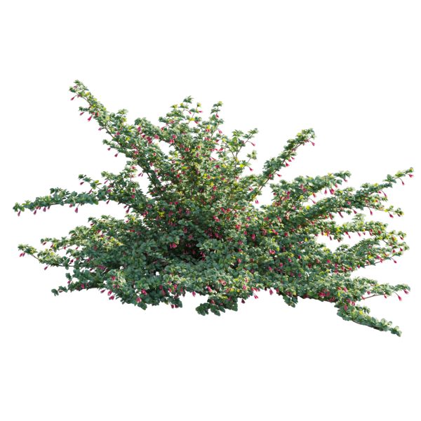 Correa reflexa - Native Fuchsia - Grevillea wilsonii 02 (3D Model) - Image 3