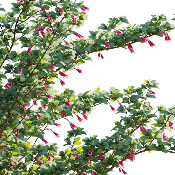 Correa reflexa - Native Fuchsia - Grevillea wilsonii 02 (3D Model) - Image 4