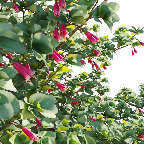 Correa reflexa - Native Fuchsia - Grevillea wilsonii 02 (3D Model) - Image 5