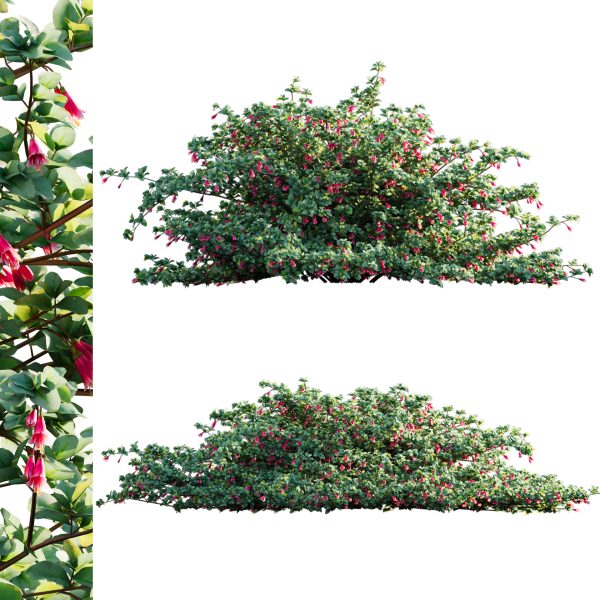 Correa reflexa - Native Fuchsia - Grevillea wilsonii 03 (3D Model)