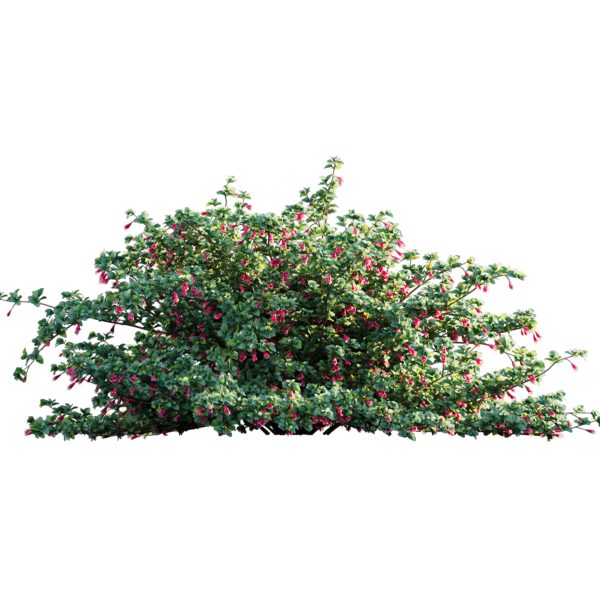 Correa reflexa - Native Fuchsia - Grevillea wilsonii 03 (3D Model) - Image 3