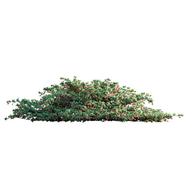 Correa reflexa - Native Fuchsia - Grevillea wilsonii 03 (3D Model) - Image 4