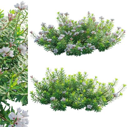 Daphne x transatlantica Blafra - Eternal Fragrance 01 (3D Model)