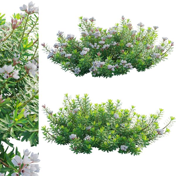 Daphne x transatlantica Blafra - Eternal Fragrance 01 (3D Model)