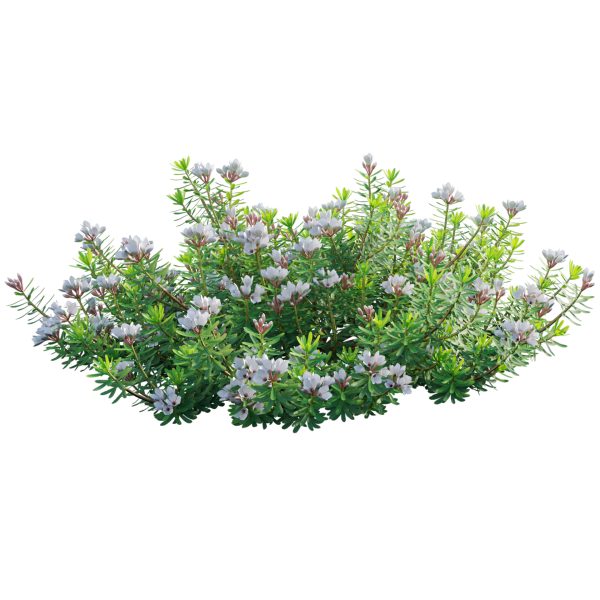 Daphne x transatlantica Blafra - Eternal Fragrance 01 (3D Model) - Image 2