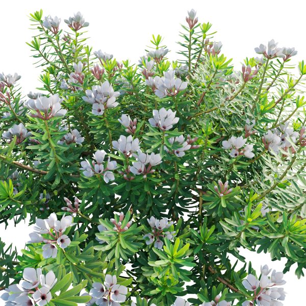 Daphne x transatlantica Blafra - Eternal Fragrance 01 (3D Model) - Image 3