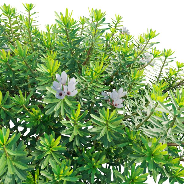 Daphne x transatlantica Blafra - Eternal Fragrance 01 (3D Model) - Image 4