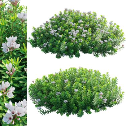 Daphne x transatlantica Blafra - Eternal Fragrance 02 (3D Model)