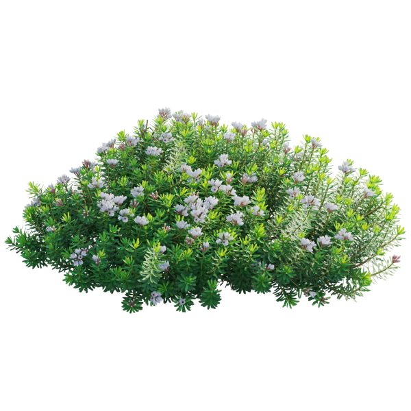 Daphne x transatlantica Blafra - Eternal Fragrance 02 (3D Model) - Image 2