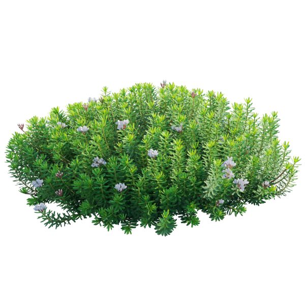 Daphne x transatlantica Blafra - Eternal Fragrance 02 (3D Model) - Image 3