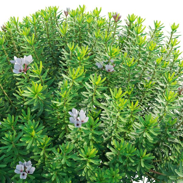 Daphne x transatlantica Blafra - Eternal Fragrance 02 (3D Model) - Image 4
