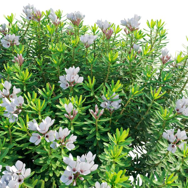 Daphne x transatlantica Blafra - Eternal Fragrance 02 (3D Model) - Image 5