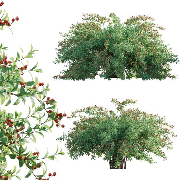 Ilex verticillata - Winterberry 01 (3D Model)