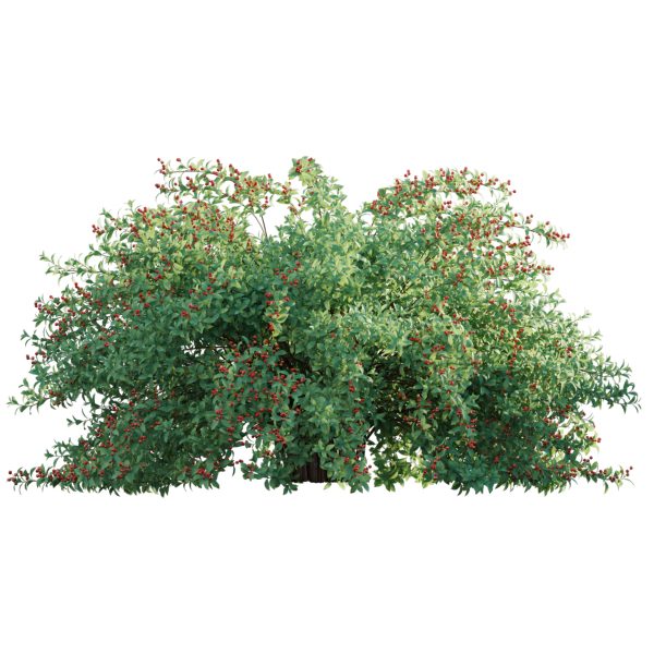 Ilex verticillata - Winterberry 01 (3D Model) - Image 2