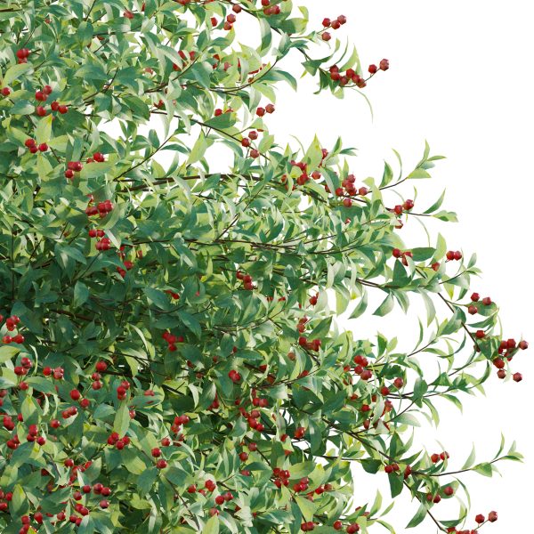 Ilex verticillata - Winterberry 01 (3D Model) - Image 5