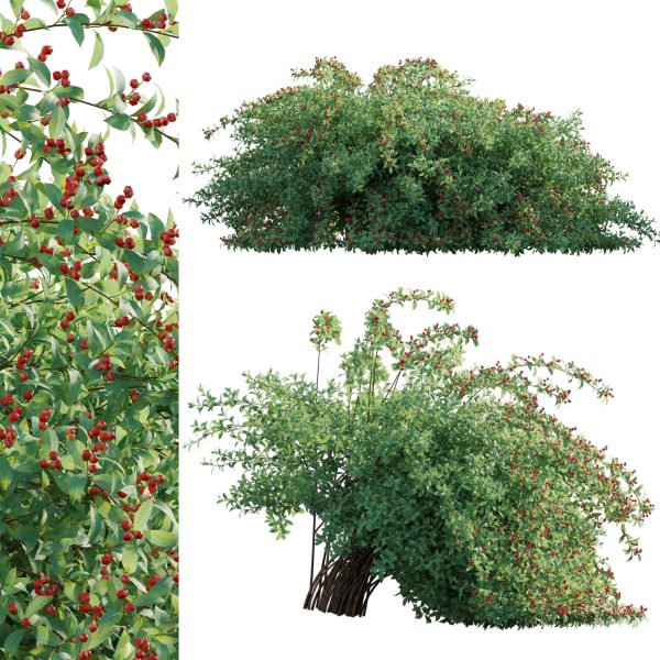 Ilex verticillata - Winterberry 02 (3D Model)