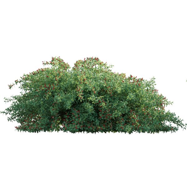 Ilex verticillata - Winterberry 02 (3D Model) - Image 2