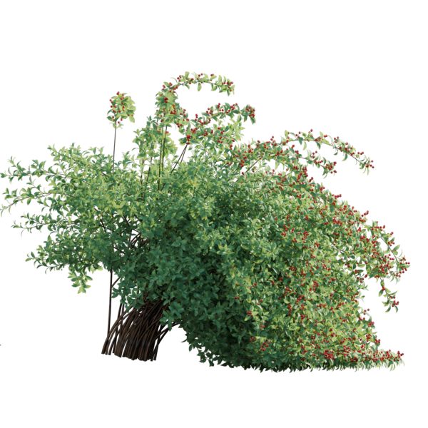 Ilex verticillata - Winterberry 02 (3D Model) - Image 3