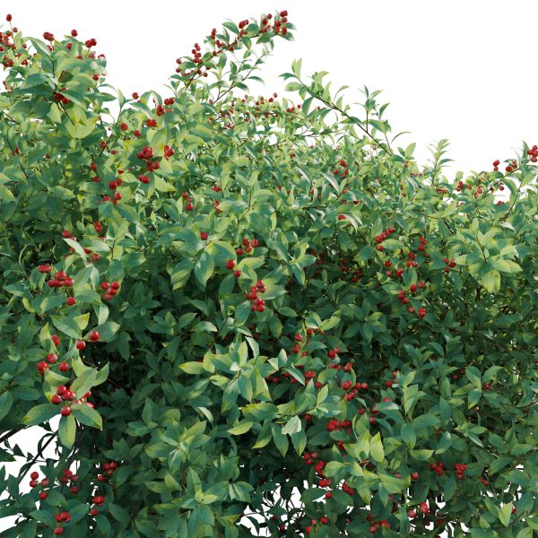 Ilex verticillata - Winterberry 02 (3D Model) - Image 4