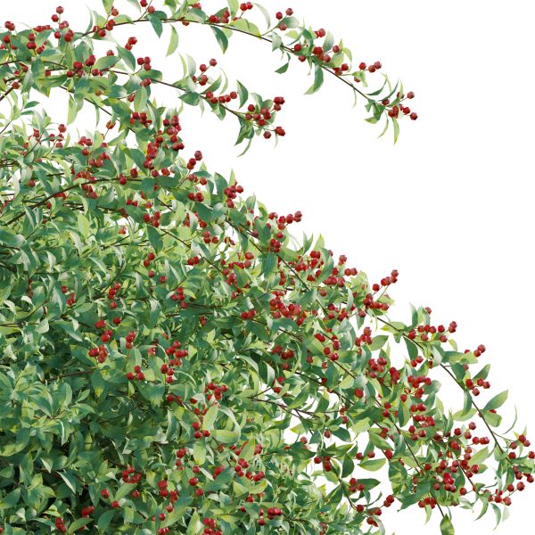 Ilex verticillata - Winterberry 02 (3D Model) - Image 5