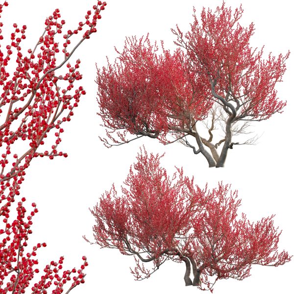 Ilex verticillata – Winterberry 03 (3D Model)