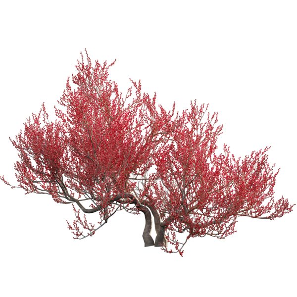 Ilex verticillata – Winterberry 03 (3D Model) - Image 2