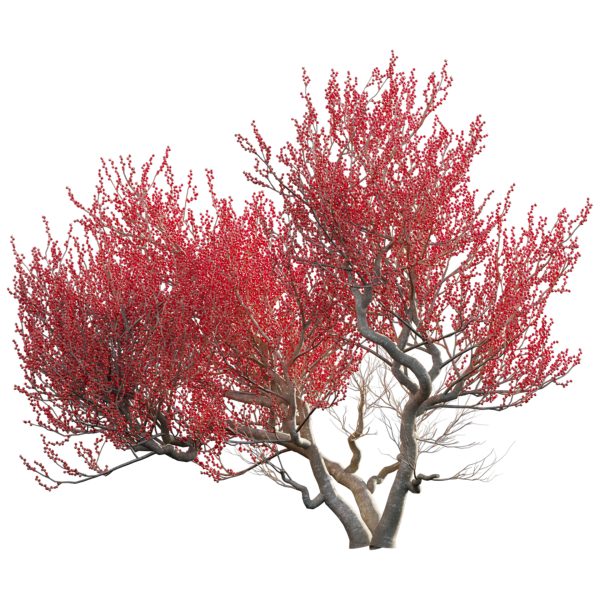 Ilex verticillata – Winterberry 03 (3D Model) - Image 3