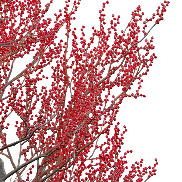 Ilex verticillata – Winterberry 03 (3D Model) - Image 4