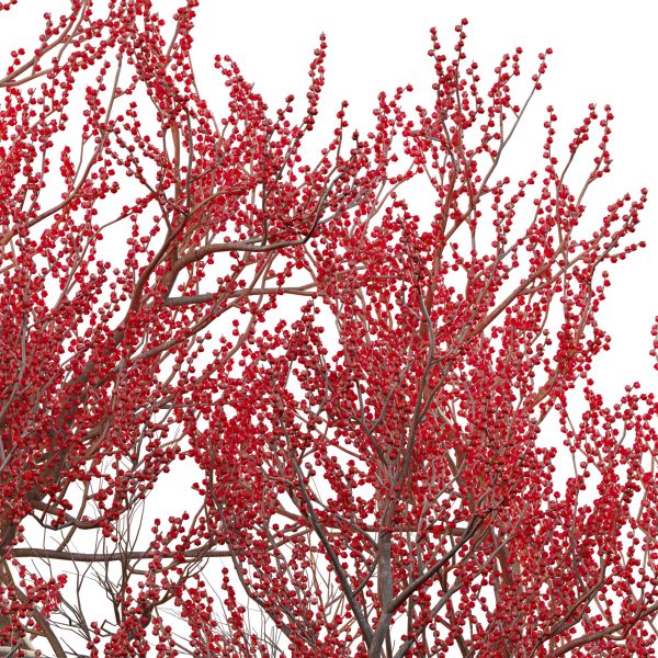 Ilex verticillata – Winterberry 03 (3D Model) - Image 5
