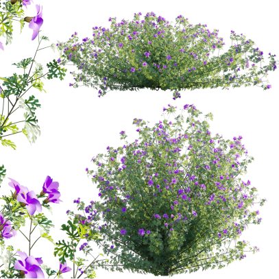 Alyogyne huegelii - Blue Hibiscus 01 (3D Model)