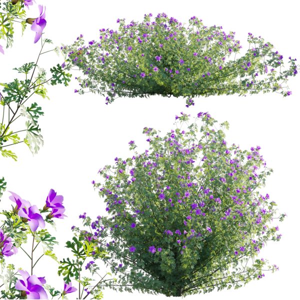 Alyogyne huegelii - Blue Hibiscus 01 (3D Model)