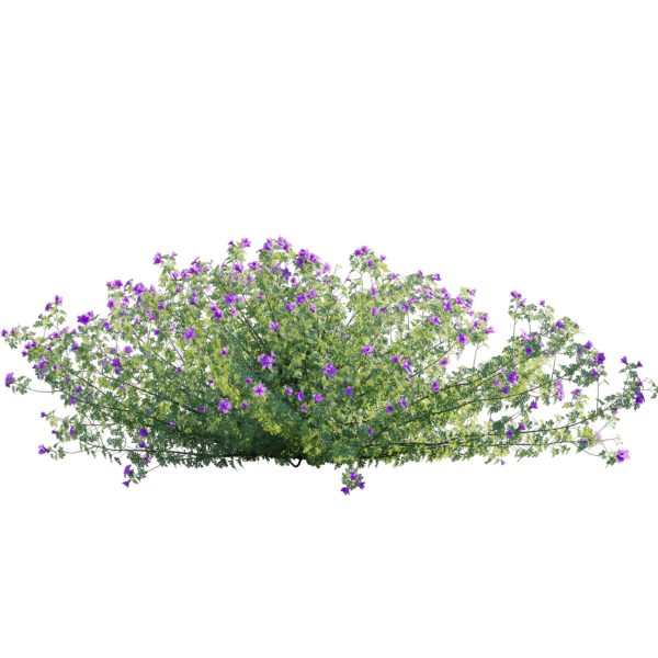 Alyogyne huegelii - Blue Hibiscus 01 (3D Model) - Image 2