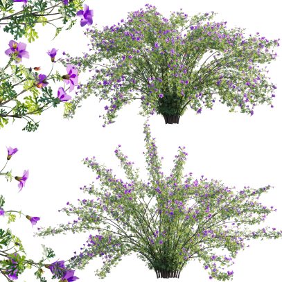 Alyogyne huegelii - Blue Hibiscus 02 (3D Model)
