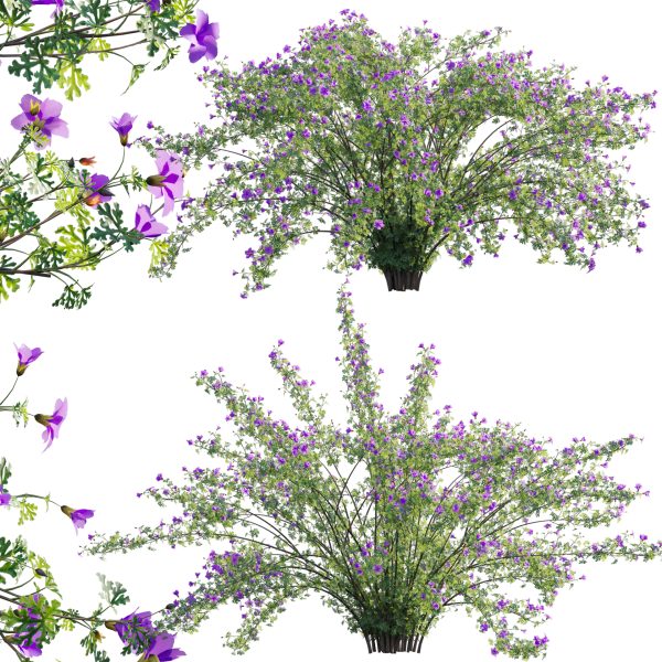 Alyogyne huegelii - Blue Hibiscus 02 (3D Model)