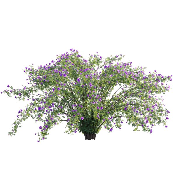 Alyogyne huegelii - Blue Hibiscus 02 (3D Model) - Image 2