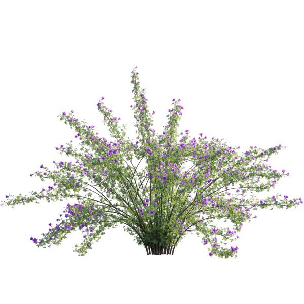 Alyogyne huegelii - Blue Hibiscus 02 (3D Model) - Image 3
