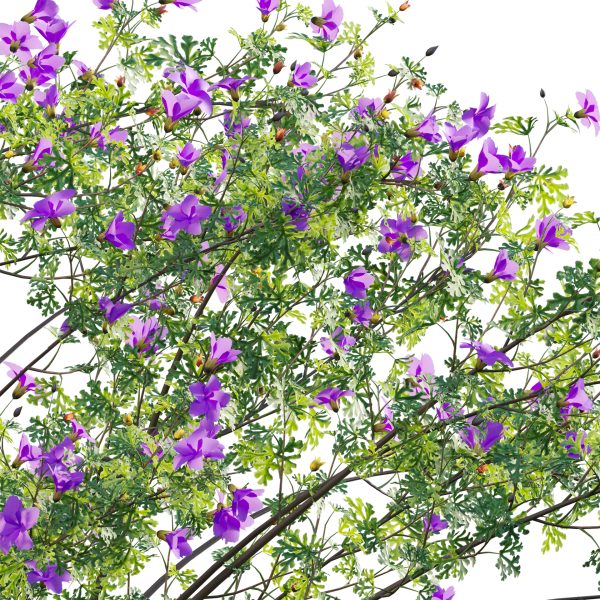 Alyogyne huegelii - Blue Hibiscus 02 (3D Model) - Image 4