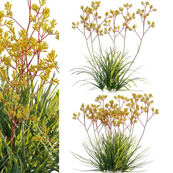 Anigozanthos flavidus - Kangaroo Paw 01 (3D Model)
