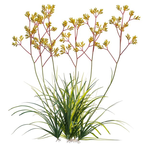 Anigozanthos flavidus - Kangaroo Paw 01 (3D Model) - Image 2
