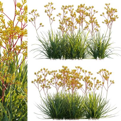 Anigozanthos flavidus - Kangaroo Paw 02 (3D Model)